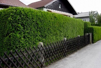 Забор - живая изгородь